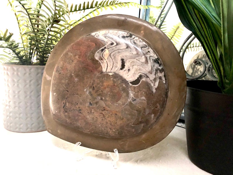 Large Ammonite Polished Plaque