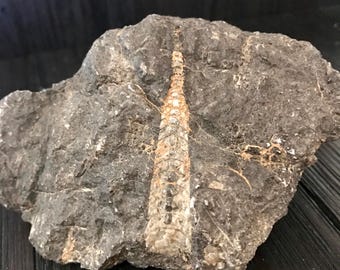 Orthoceras Specimen | Natural