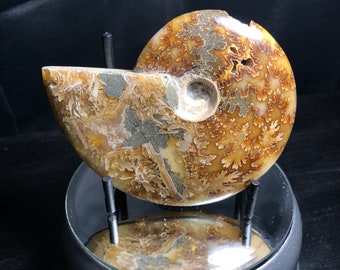 Sutured Ammonite | Fully Polished