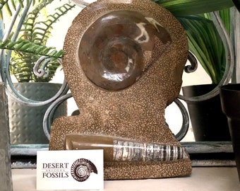 Ammonite | Orthoceras | Plaque Combo