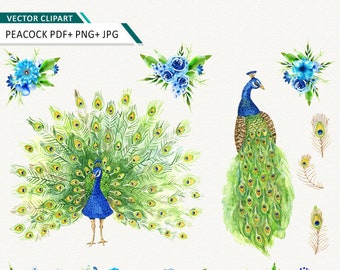 Peacock watercolor clipart Peacock and flowers vector clip art instant download feather commercial use ok
