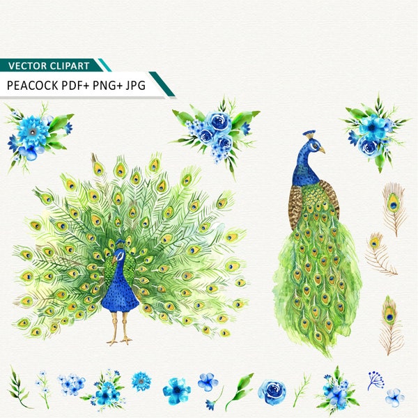 Peacock watercolor clipart Peacock and flowers vector clip art instant download feather commercial use ok