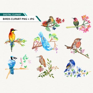 aquarela pássaros clipart floral pássaro clip art download instantâneo uso comercial ok