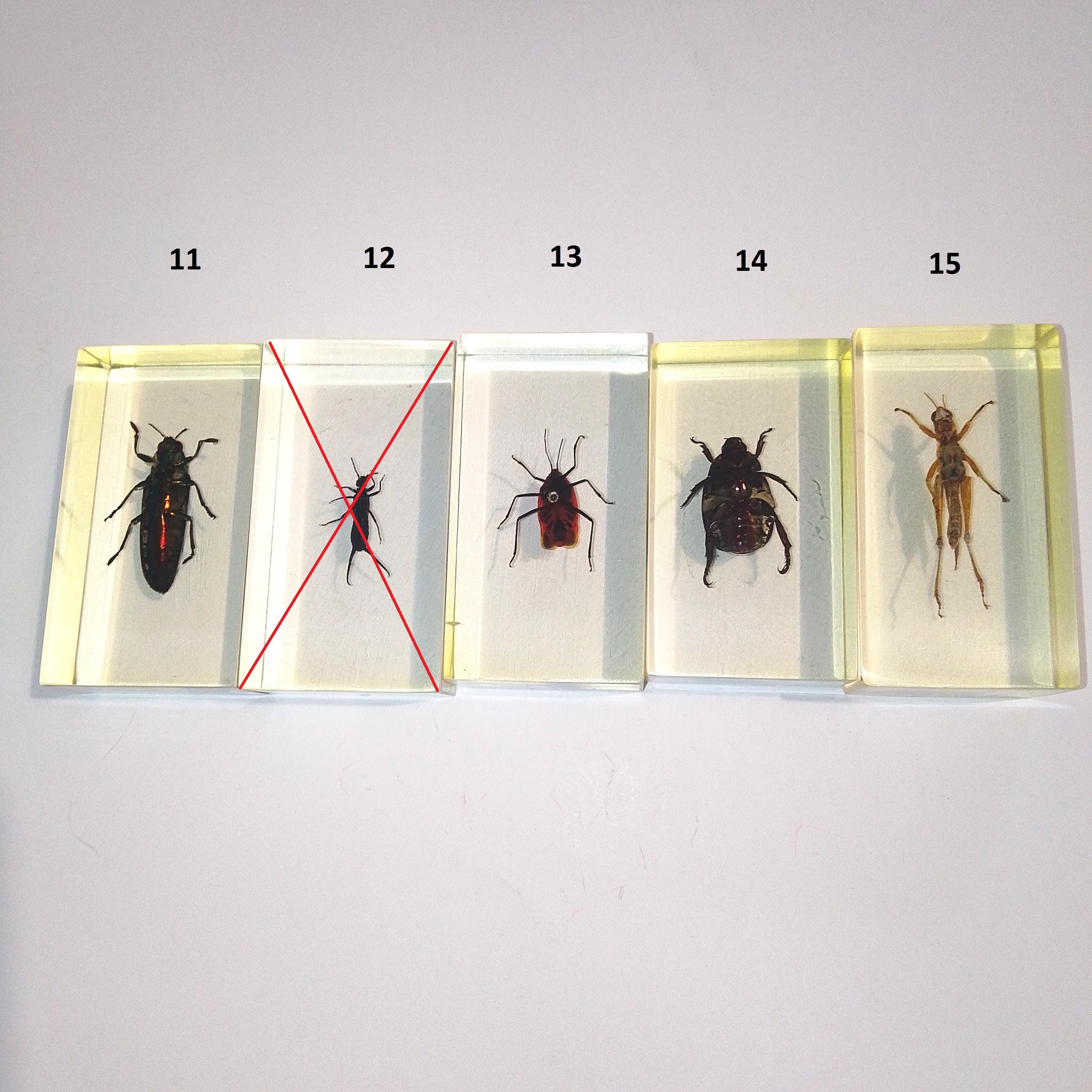 Buya Insect SET 2 Bugs. Beetles. Insect. Spider. Larva. Caterpillar. Grasshopper ...