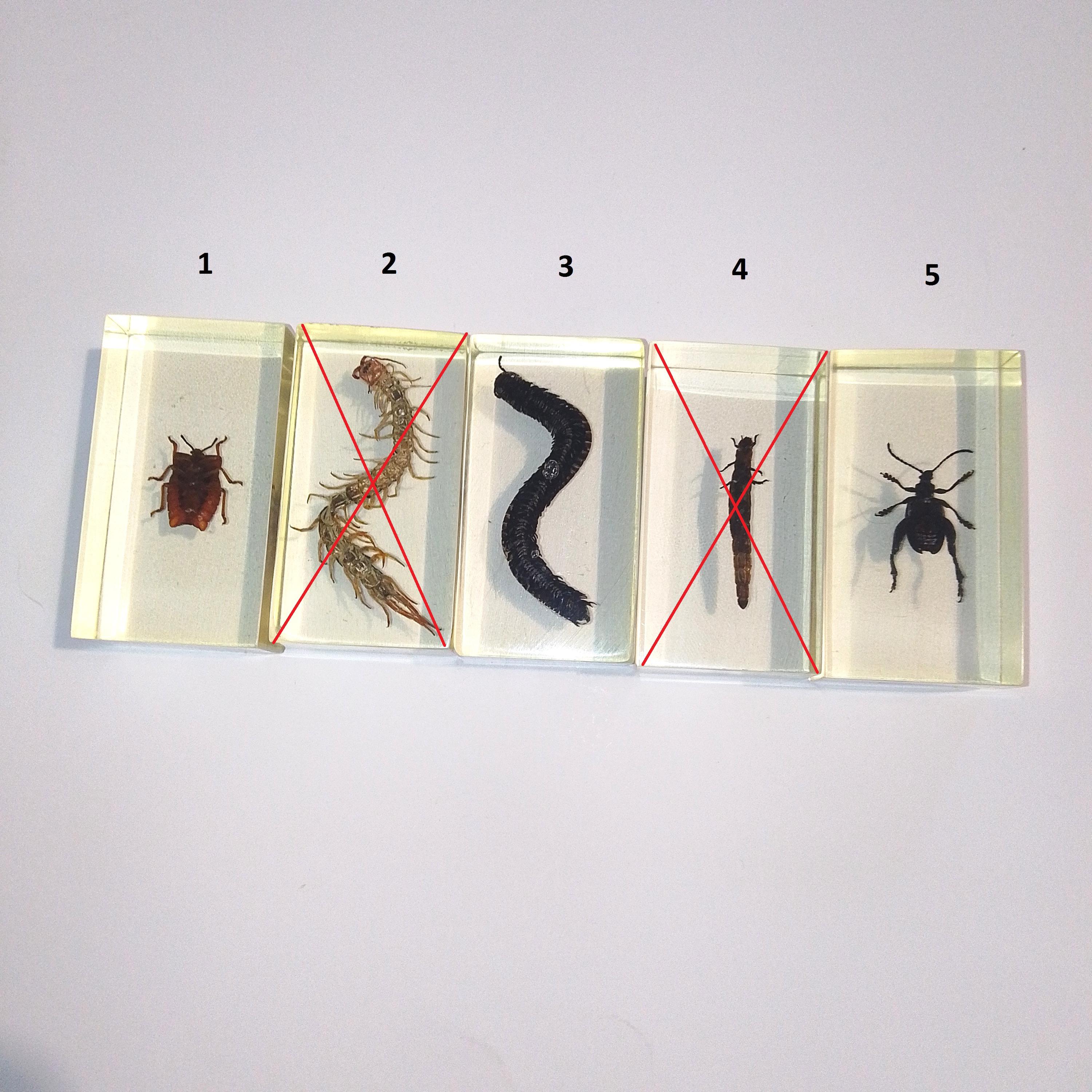 Buya Insect SET 2 Bugs. Beetles. Insect. Spider. Larva. Caterpillar. Grasshopper ...