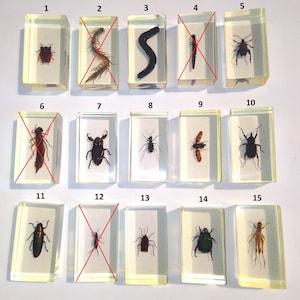 SET 2 insecten. Kevers. Insect. Spin. Larve. Rups. Sprinkhaan. Echt insect in acrylschelp. Hexapod. Korting bij aankoop van meerdere
