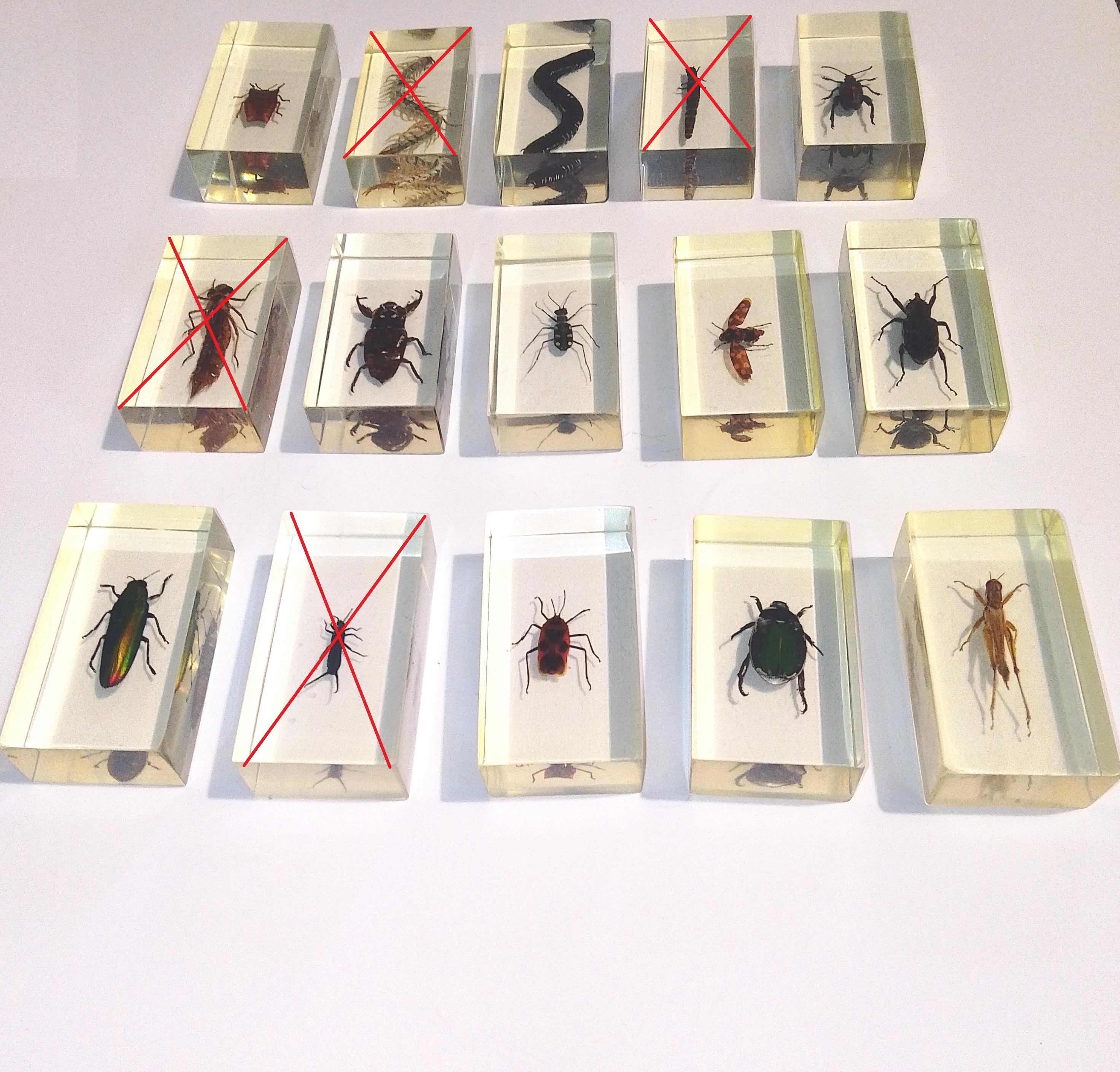Buya Insect SET 2 Bugs. Beetles. Insect. Spider. Larva. Caterpillar. Grasshopper ...