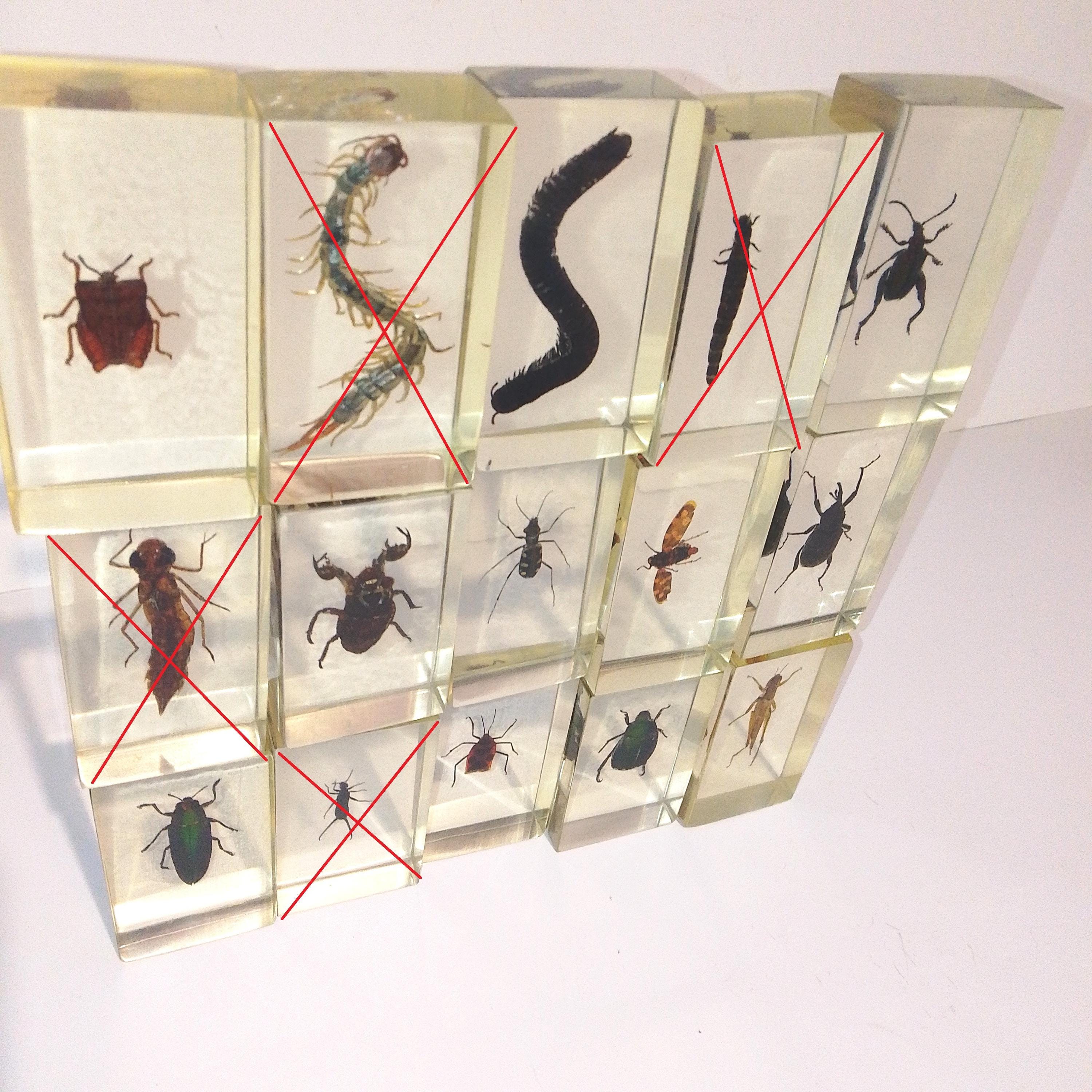 Buya Insect SET 2 Bugs. Beetles. Insect. Spider. Larva. Caterpillar. Grasshopper ...