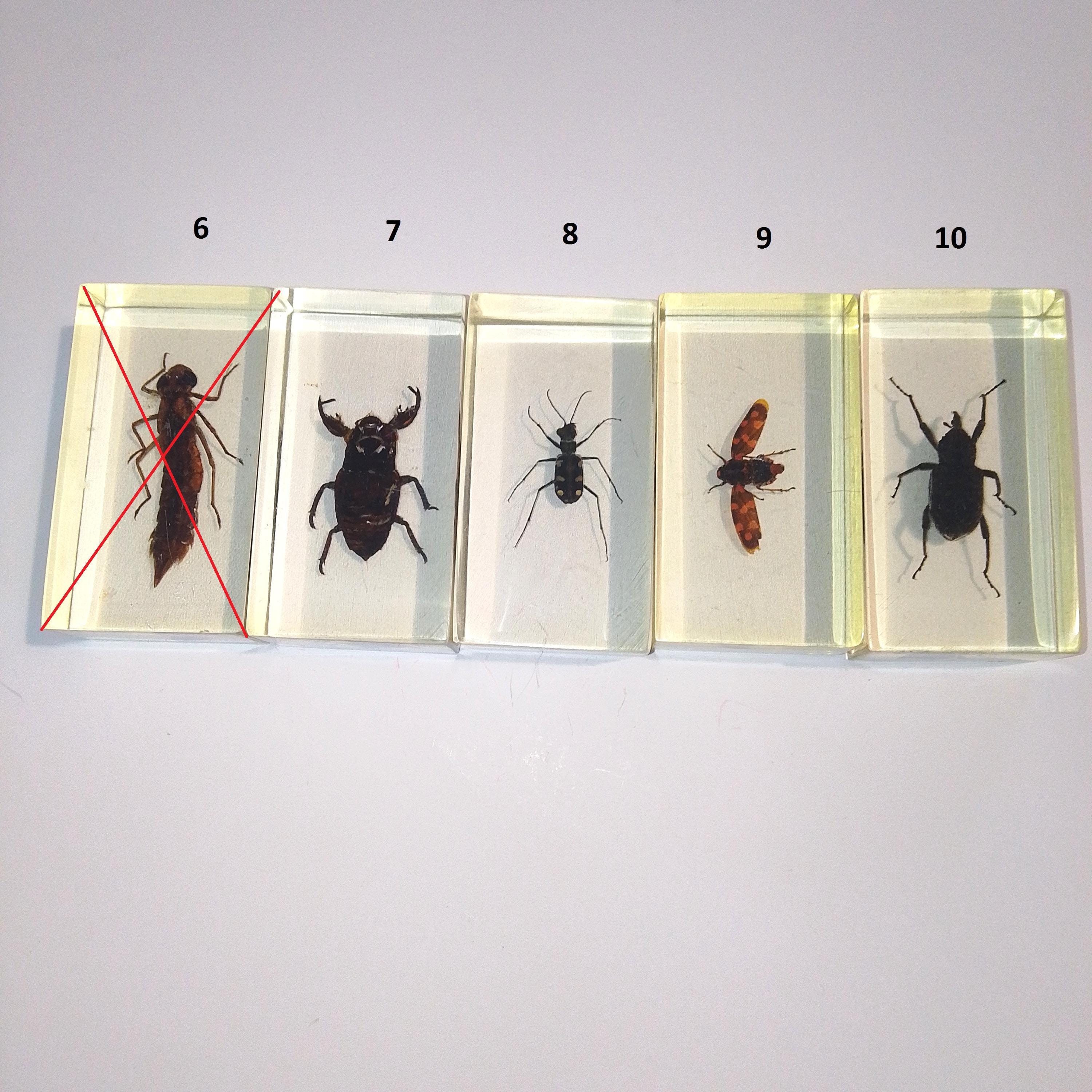 Buya Insect SET 2 Bugs. Beetles. Insect. Spider. Larva. Caterpillar. Grasshopper ...