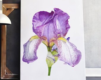 Purple Iris Giclée Print, Botanical Watercolour Painting