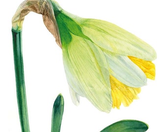 DAFFODIL ~ Botanical Giclée Print, Watercolor painting, Yellow Wall Art, Botanical Art, Floral Wall Art , Kitchen Wall Art