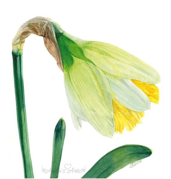 Yellow Wall Art Botanical Art Kitchen Wall Art Floral Wall Art DAFFODIL ~ Botanical Gicl\u00e9e Print Watercolor painting