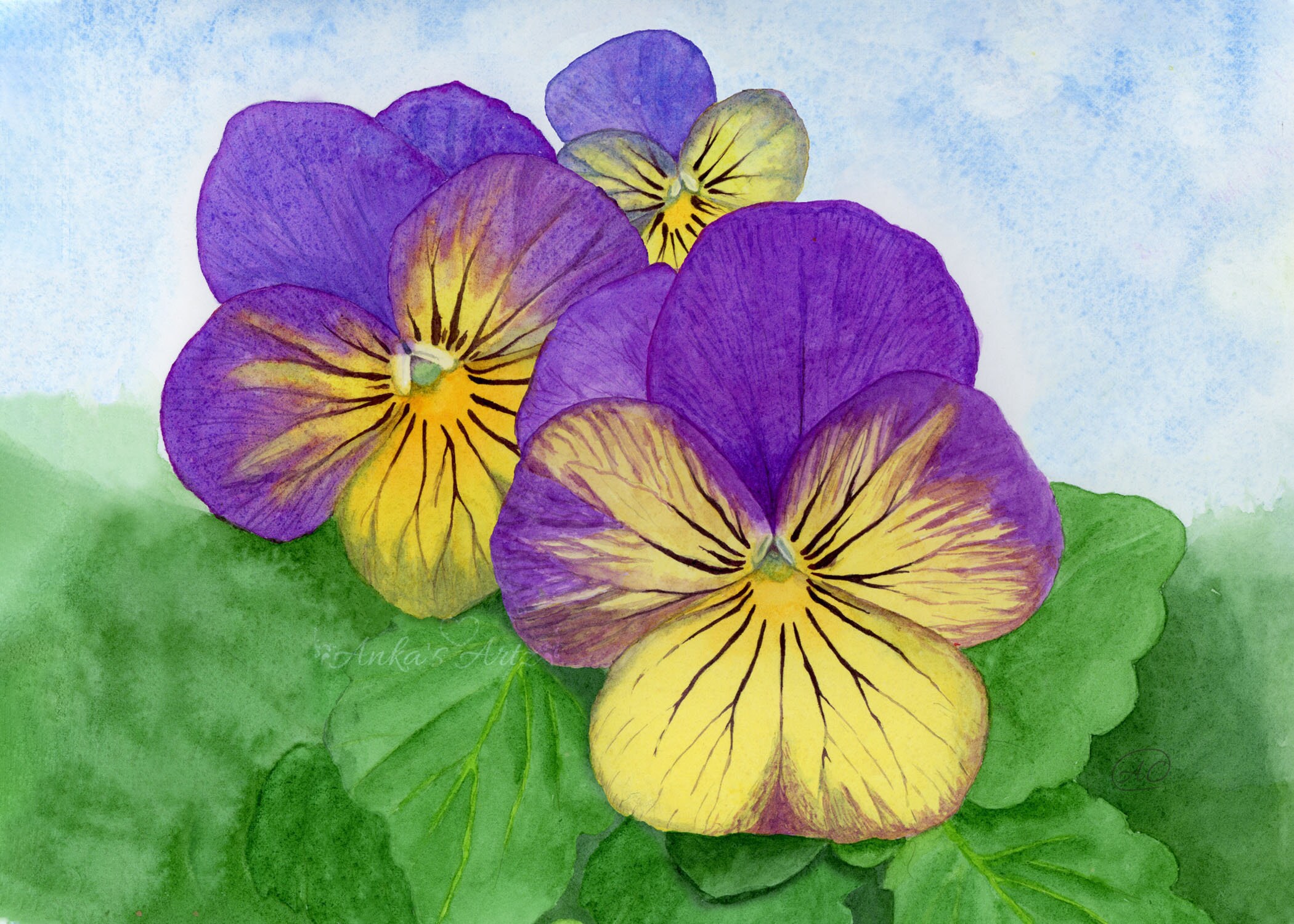 PANSIES Watercolor Painting Botanical Art Print Wall Etsy Il Fullxfull.1823084810 Bar4
