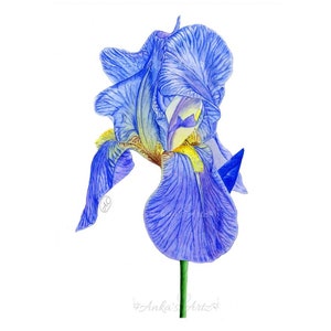 BLUE IRIS Print, Watercolour Painting, Iris Painting, Botanical Art Print, Home Decor, Botanical Illustration, Art Print, Hand Painted