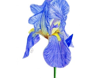 BLUE IRIS Print, Watercolour Painting, Iris Painting, Botanical Art Print, Home Decor, Botanical Illustration, Art Print, Hand Painted