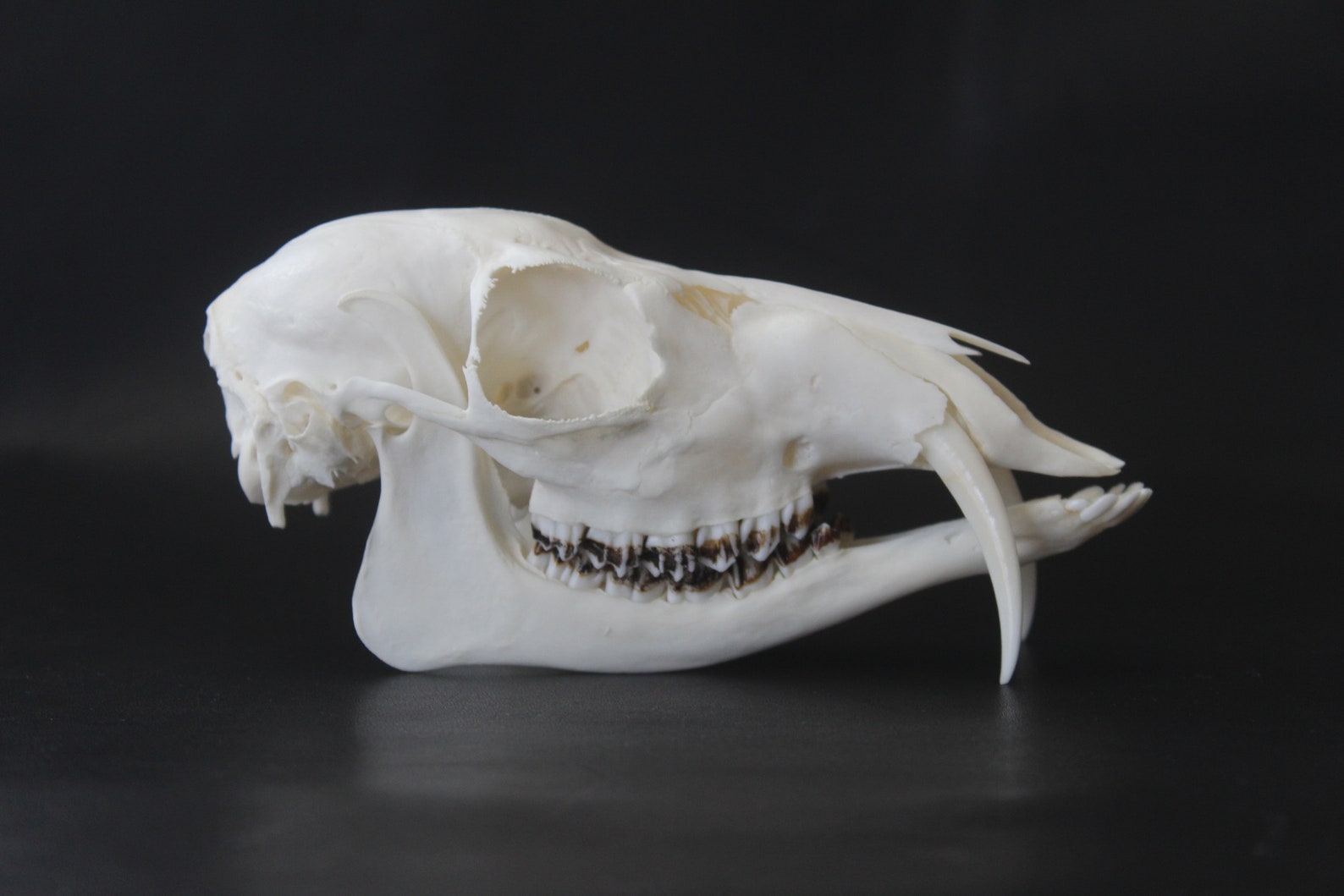 Musk deer skull Moschus moschiferus | Etsy