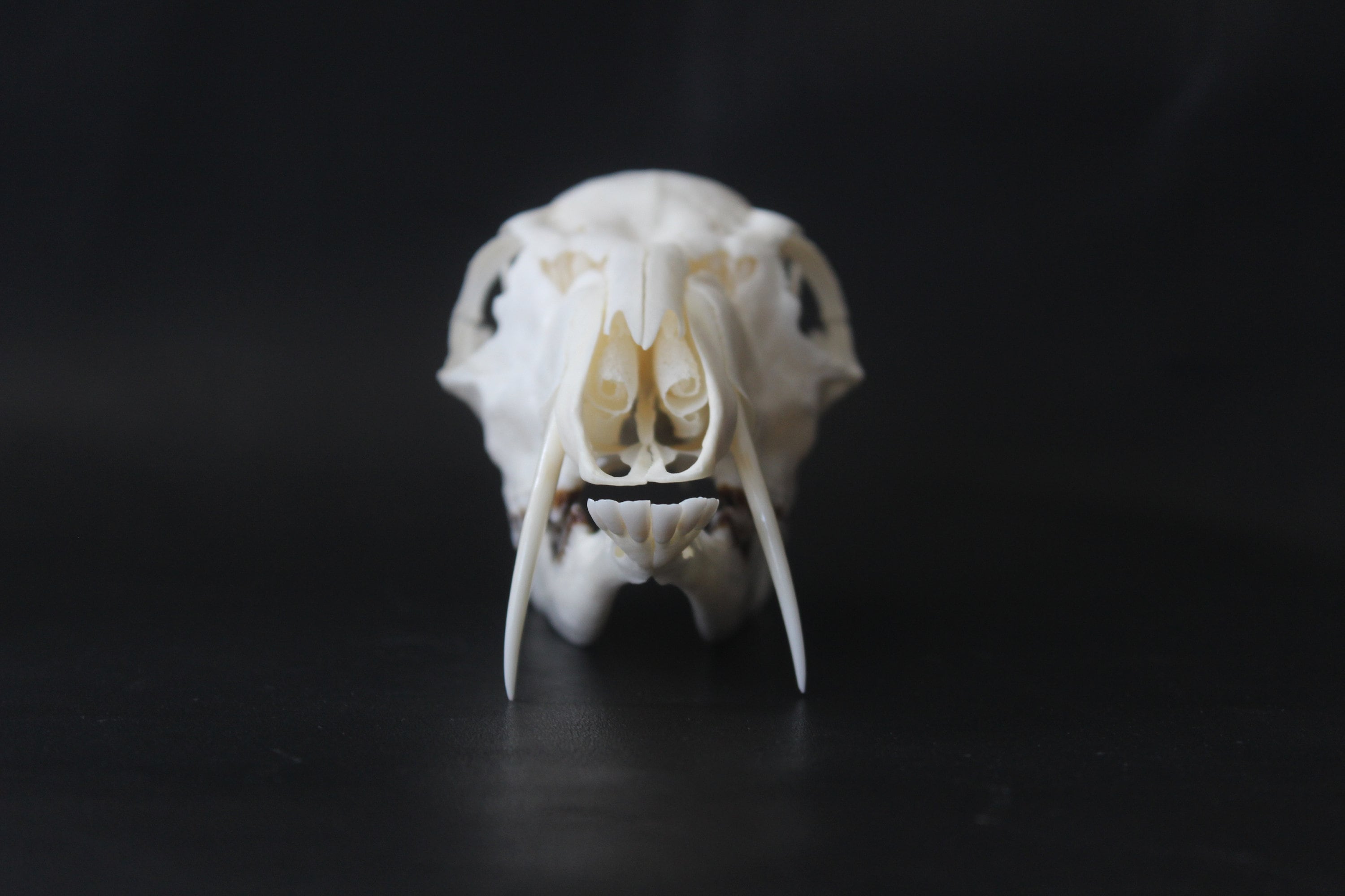 Musk deer skull Moschus moschiferus | Etsy