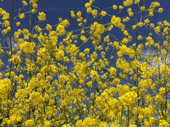 Digital Picture Image Photo Wallpaper Jpg Desktop Screensaver Etsy