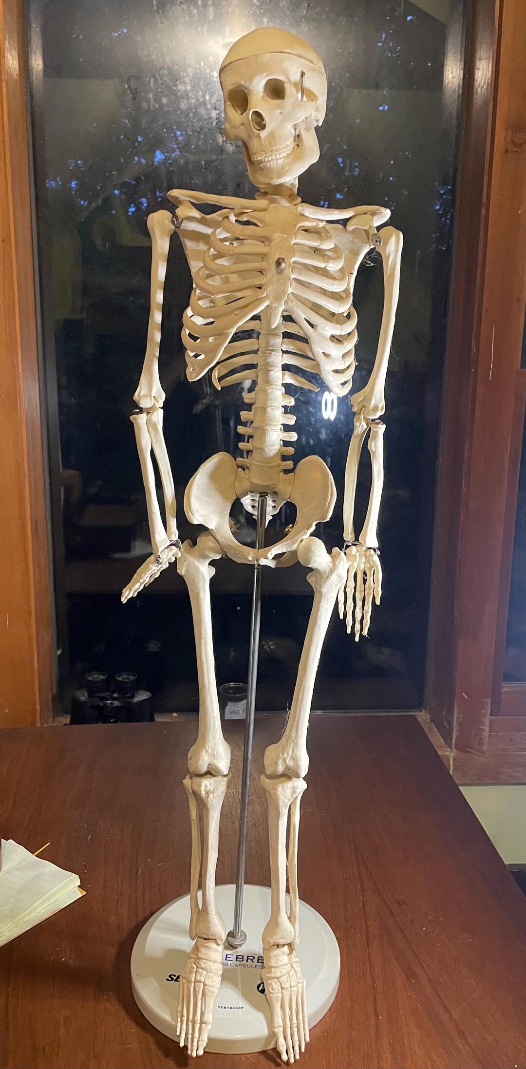 Vintage Trade Anatomical Human Skeleton Display Aid - Etsy