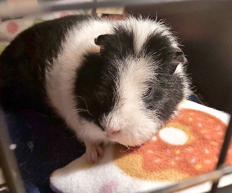 5 Guinea Pig Pillows lucky Dip Etsy UK