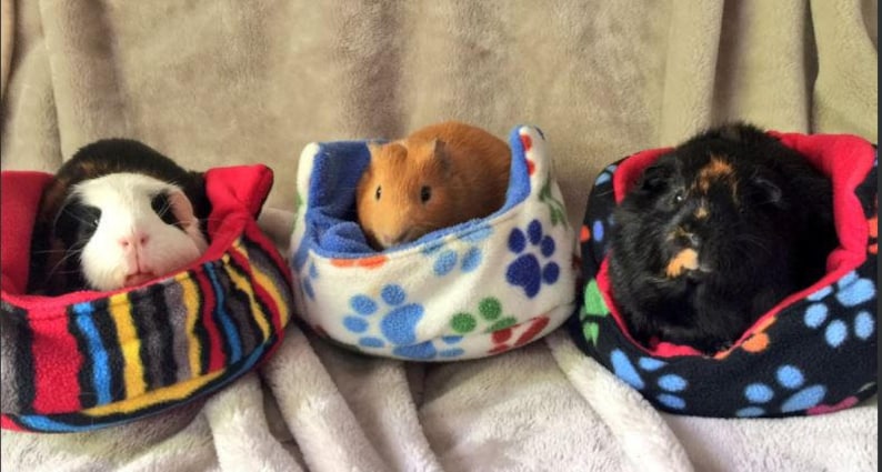 Guinea Pig Cuddle Cup Bed with Removable Pad CUSTOM ORDER image 3