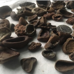 May include: A collection of small, irregularly shaped, brown stones with various textures and hollowed-out sections. A US quarter coin is included for size reference, highlighting the stones' small scale. The stones vary in color from light to dark brown.