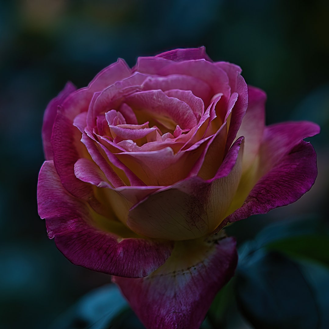 Printable Pink With Yellow Rose Flower Wall Art Digital Etsy