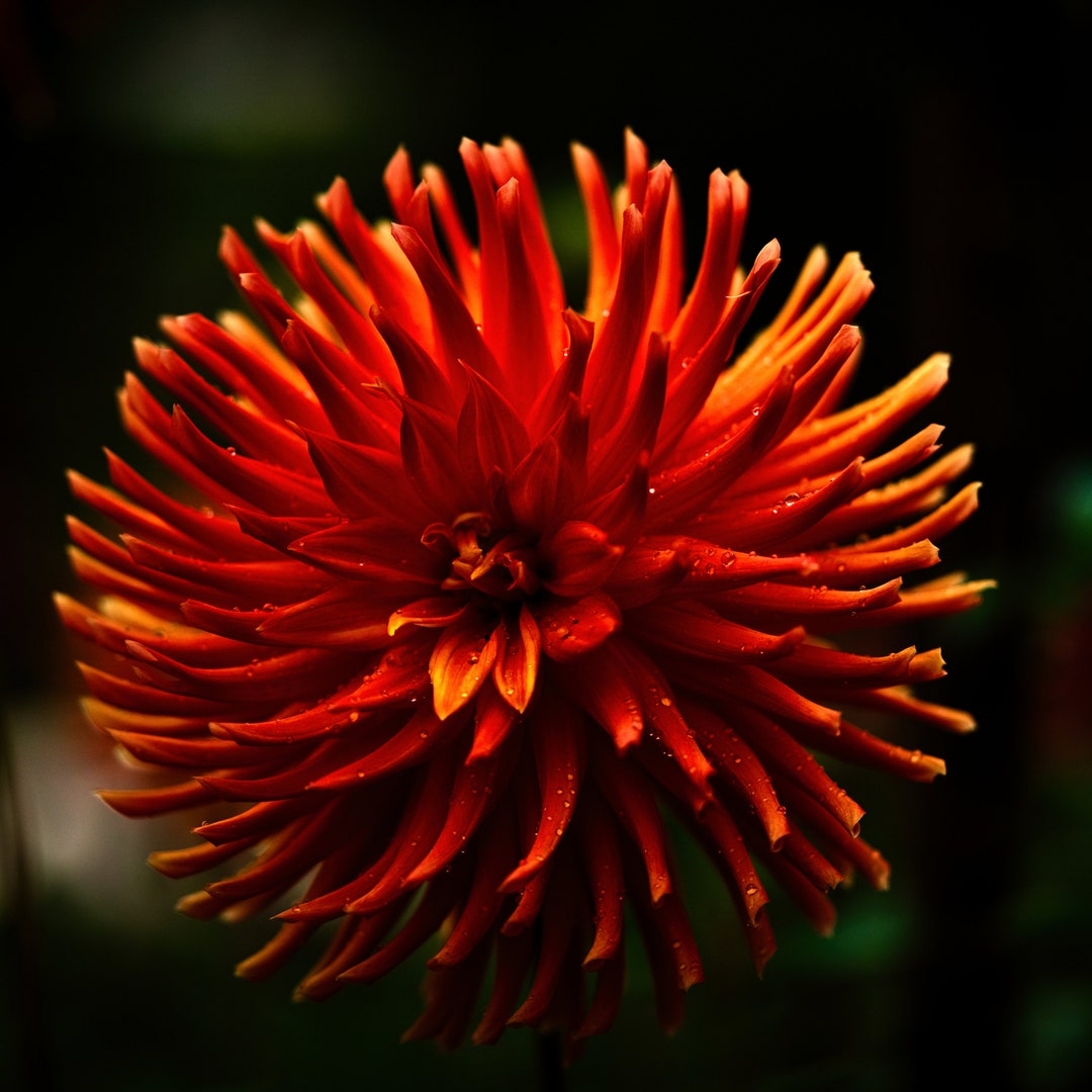 Printable Red Dahlia Flower Floral Wall Art Digital Download - Etsy