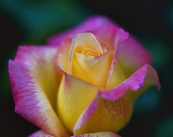 Printable Pink and Yellow Rose Flower Floral Wall Art Digital Download