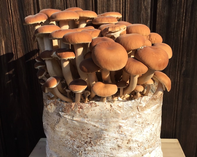 Grow You Own Black Poplar Mushroom Kit Etsy