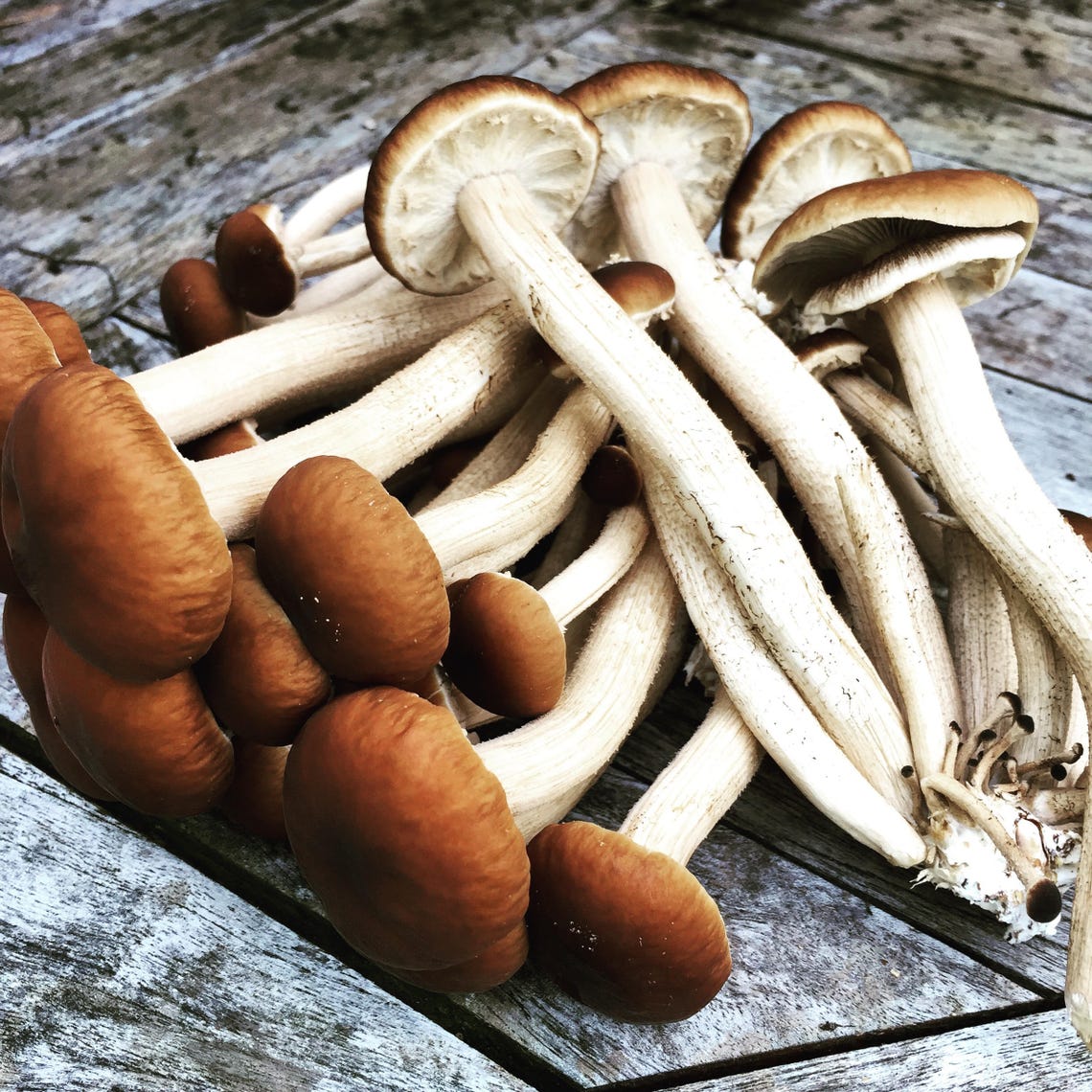 Grow You Own Black Poplar Mushroom Kit Etsy