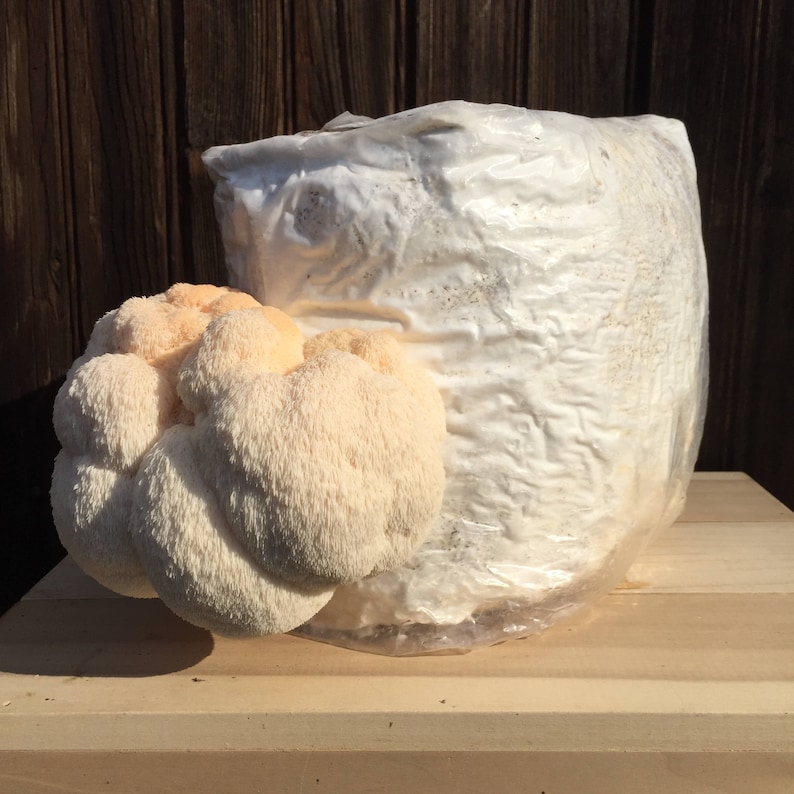 Grow Your Own Lion's Mane Mushroom Kit Etsy