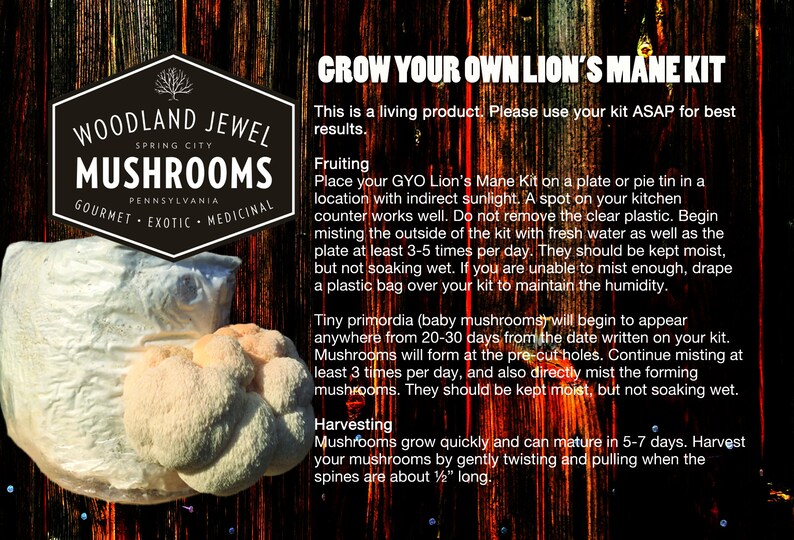 Grow Your Own Lion's Mane Mushroom Kit Etsy