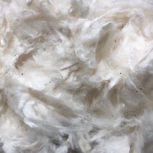 Raw Cotton, Domestic, Organic, Natural Cotton for Spinning, felting, or crafts.