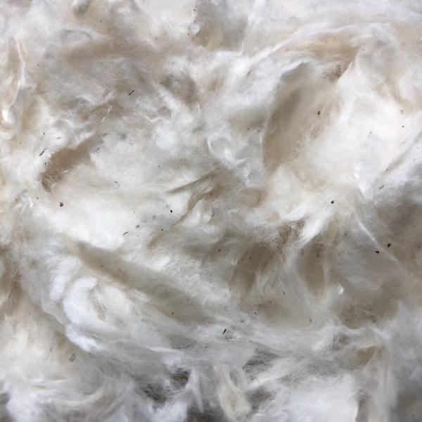 Raw Cotton, Domestic, Organic, Natural Cotton for Spinning, felting, or crafts.