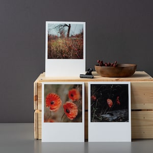 Postkarten Set Mohn und Hagebutten, Polaroid Stil