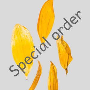 Puede incluir: Primer plano de varios pétalos de girasol de color amarillo brillante sobre un fondo gris claro. Los pétalos están dispuestos en un patrón disperso, con diferentes formas y tamaños. El texto "Special order" está impreso en diagonal en la imagen.