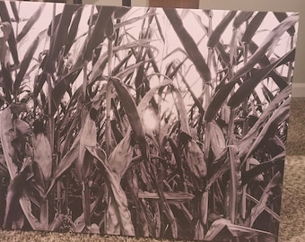 Glimmer of Kansas Corn, photo on canvas, 16x20, Black & White
