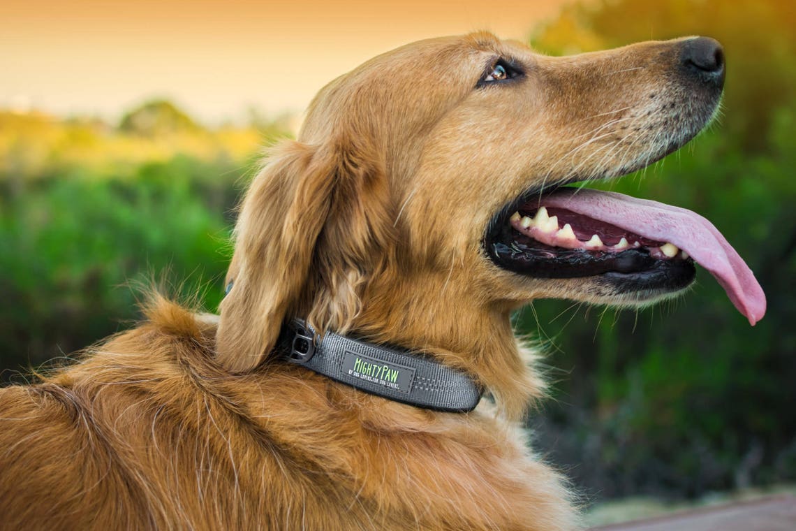 Reflective Running Dog Collar For Active Dogs Etsy