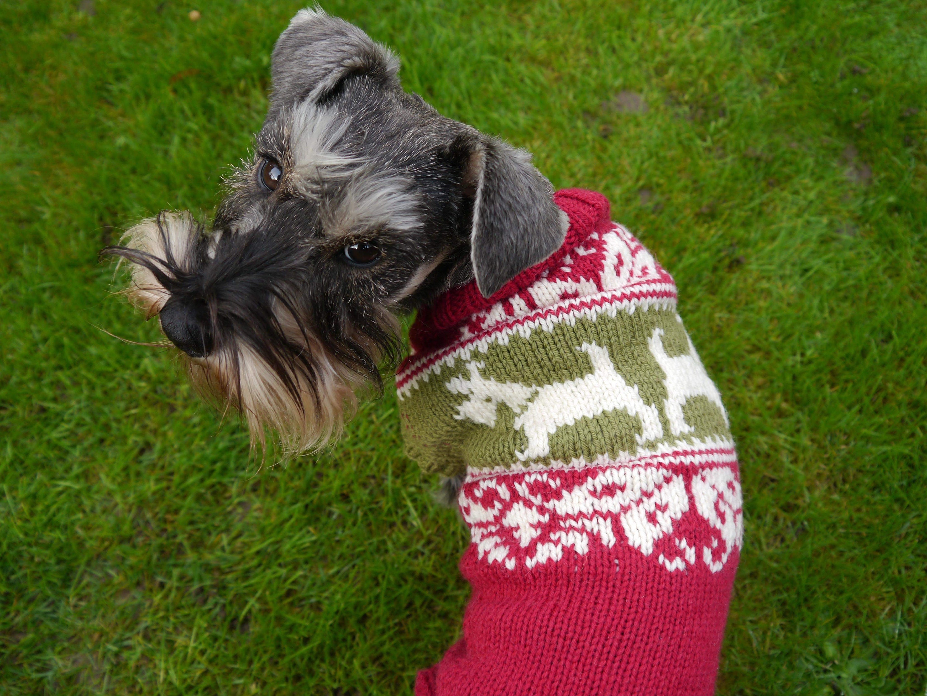 Small Dog Christmas Sweater Pattern Etsy Sweden