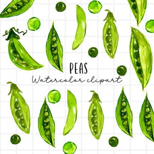 Aquarel clipart - erwten, erwten in een peul, groenten, veggie, oogst, direct downloaden voor commercieel gebruik