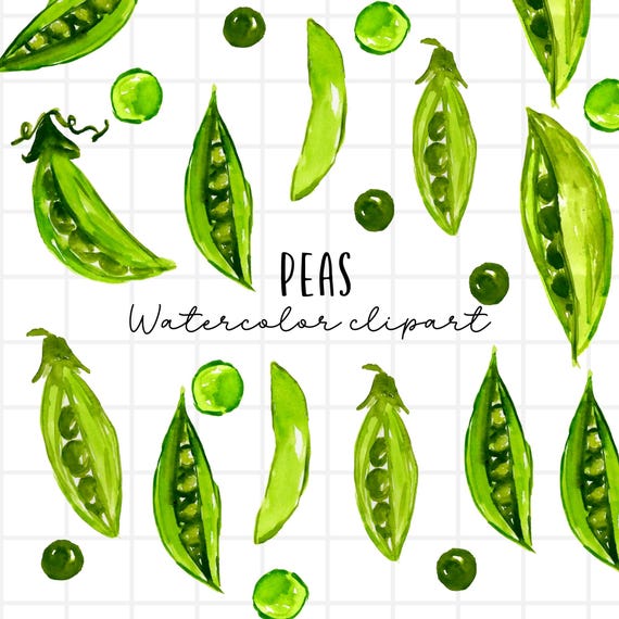 Watercolor clipart - peas, peas in a pod, vegetables, veggie, harvest, commercial use instant download