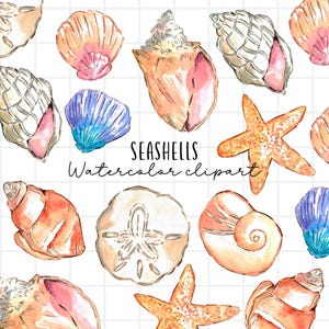 Watercolor seashell clipart, summer, beach, sand dollar, conch shell, beach finds commercial use
