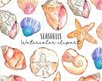 Aquarell Muschel Clipart, Sommer, Strand, Sanddollar, Muschelschale, Strand findet kommerzielle Nutzung