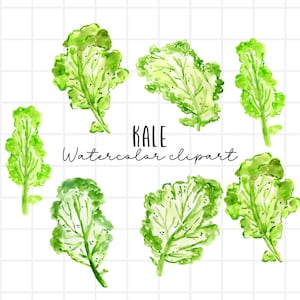 Watercolor clip art - kale clip art - vegetable - greens - food - commercial use