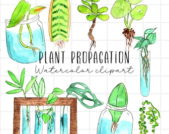 Watercolor clipart - Plant propagration, house plants, snake plant, succulent, indoor plant, garden commercial use PNG graphics