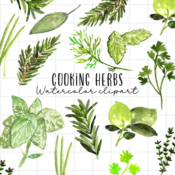 Watercolor cooking herbs clipart, hand painted culinary cooking clipart garden farm graphics