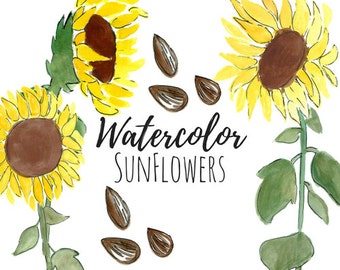 Watercolor clipart, sunflower, sunflower seeds, summer florals, summer flower, garden, plants, gardening  commercial use PNG graphics