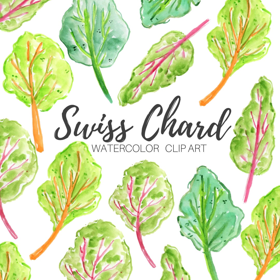 Watercolor Clip Art Swiss Chard Clip Art Vegetable Greens Food