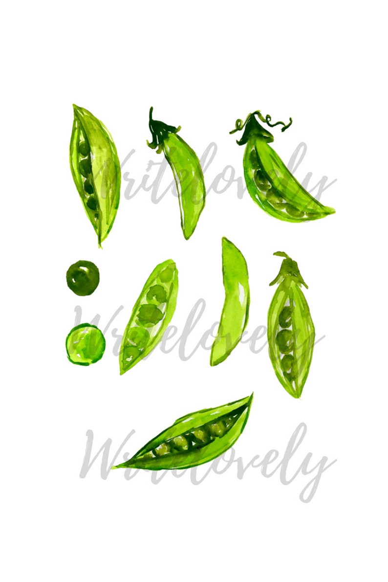 May include: Watercolor illustration of green pea pods with some peas visible inside. The pods are arranged in a random pattern on a white background.